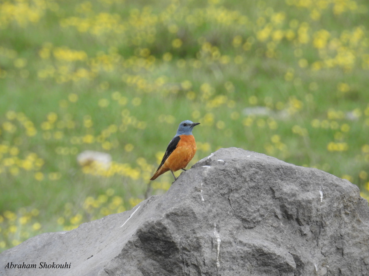 Rock Thrush Abraham Shokouhi Iranian Birding Club