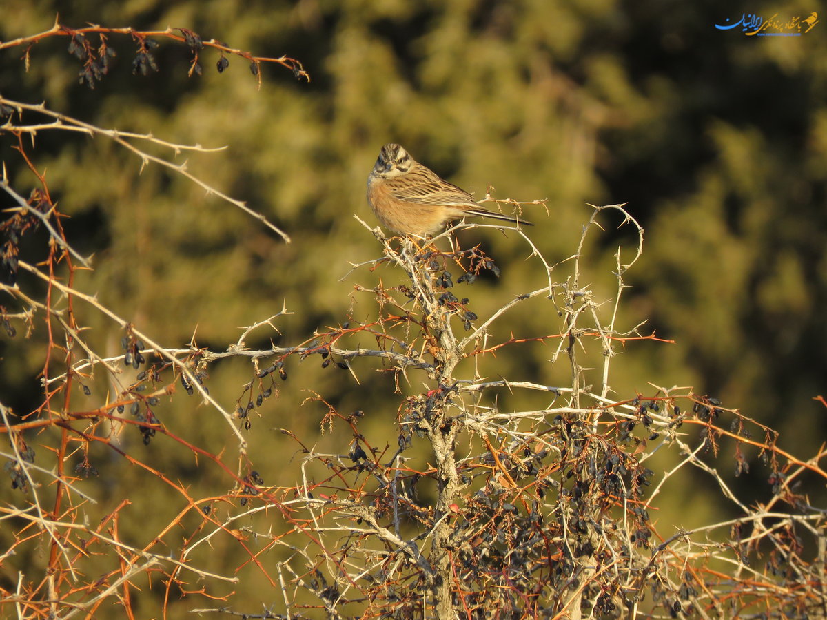 زردپره کوهی - RockBunting