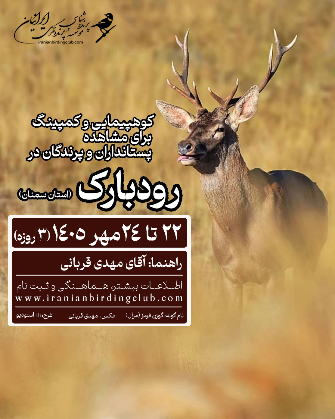Red Deer_Birding and WildlifeWatching_Mehdi Ghorbani_Iranian Bird Club