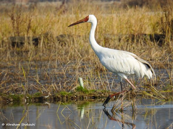 Siberian Crane _Abraham Shokouhi_Iranian BIrding Club