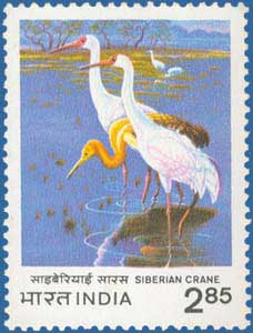 Siberian Crane