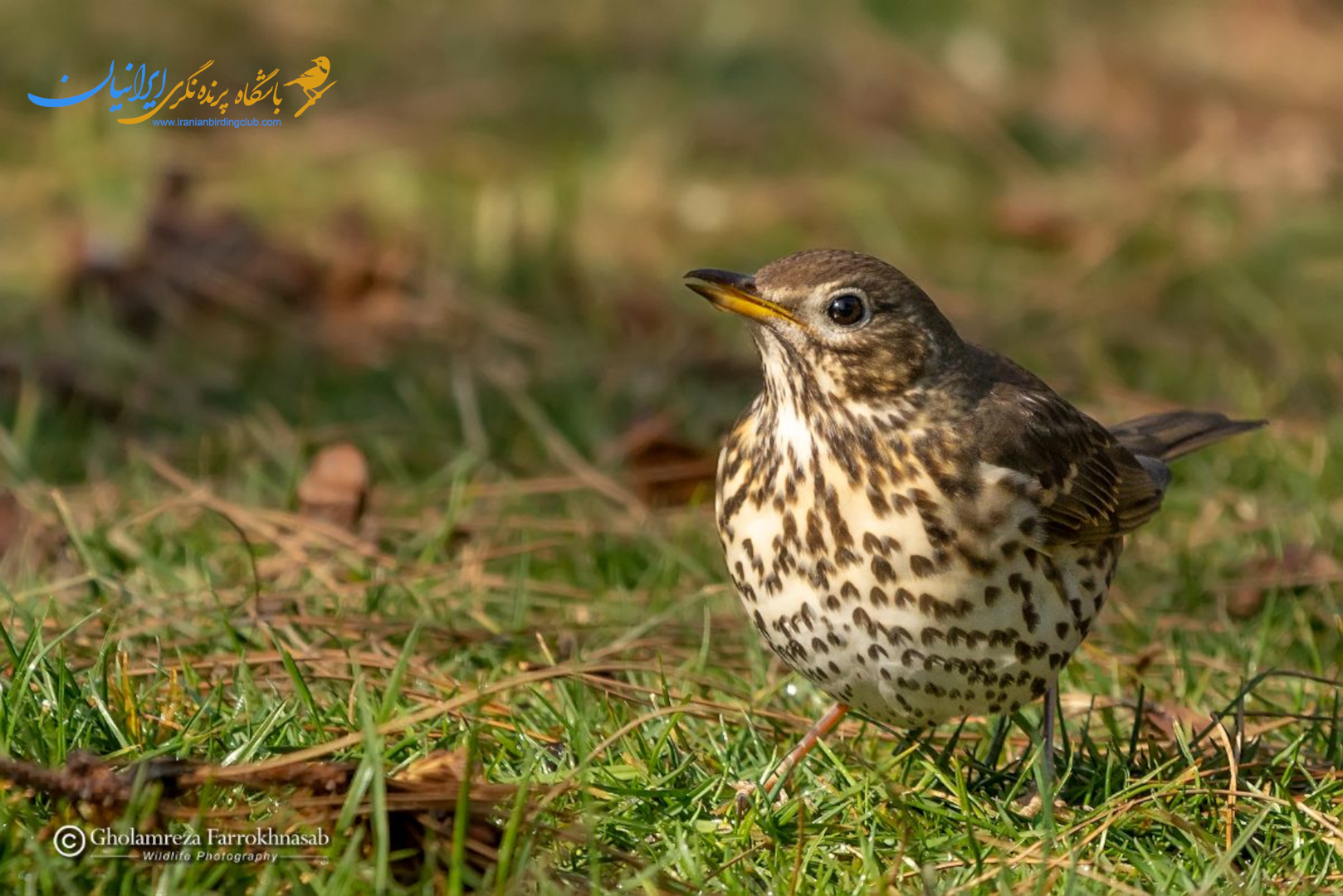 توکای باغی - Song Thrush