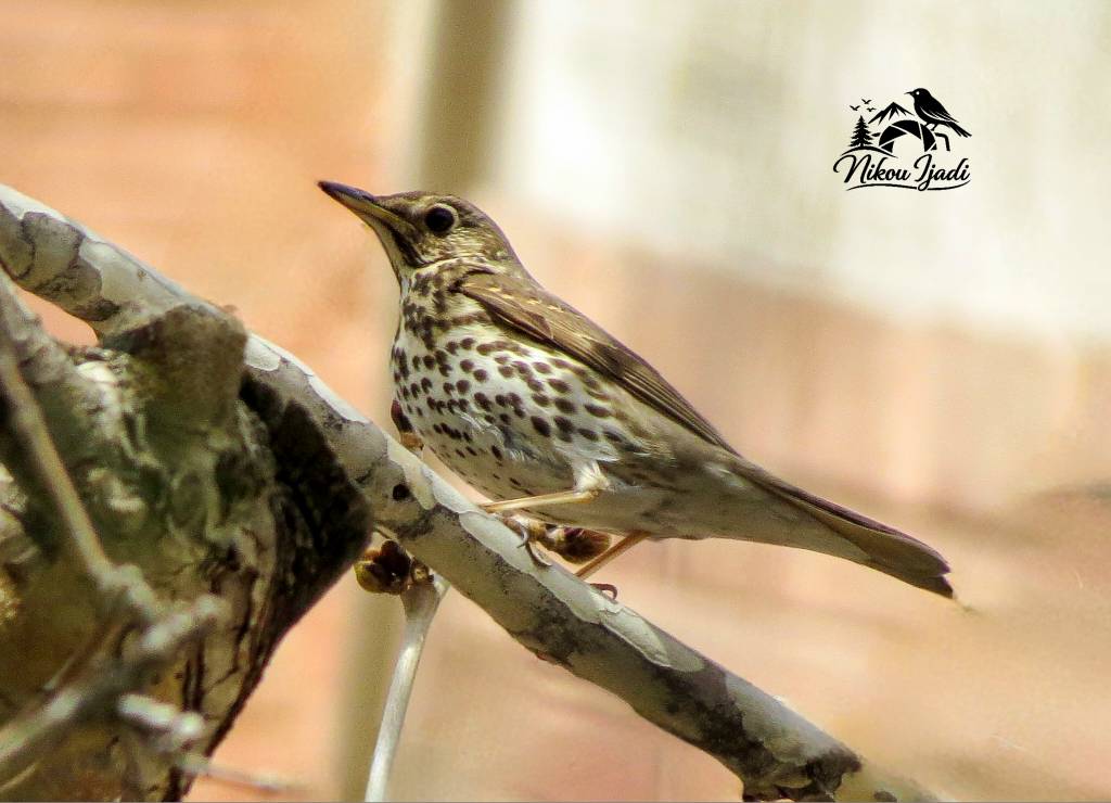 Song Thrush_Nikou Ijadi_Iranian Birding club