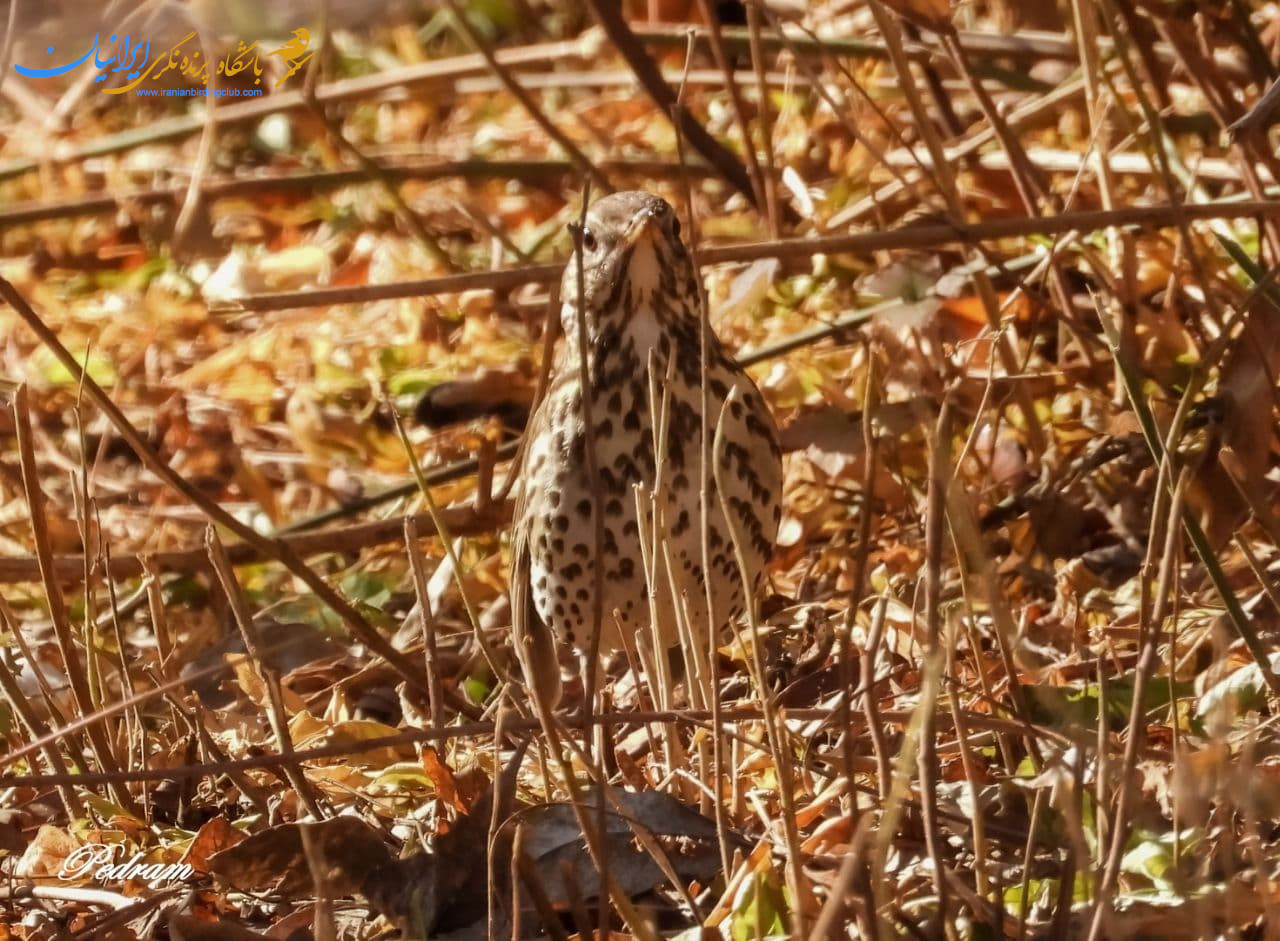 توکای باغی - SongThrush