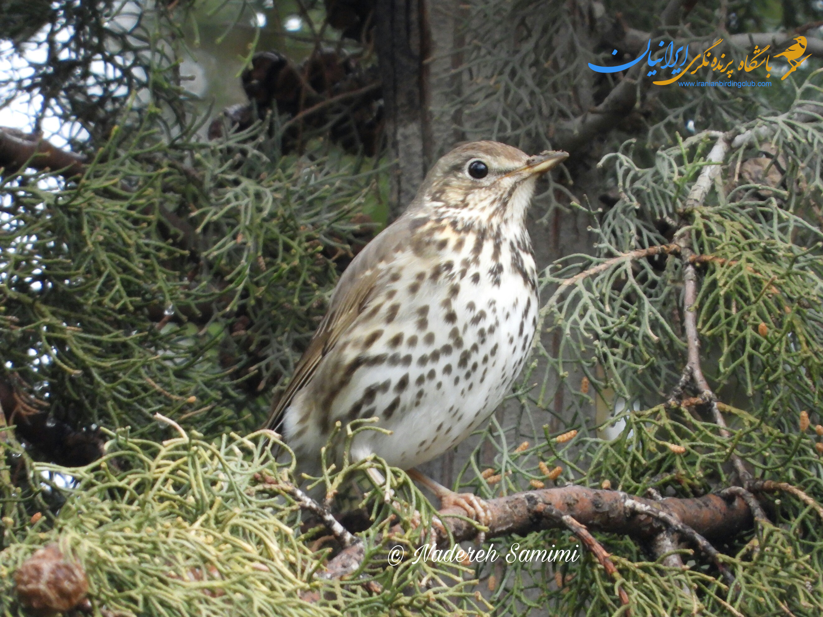 توکای باغی - SongThrush