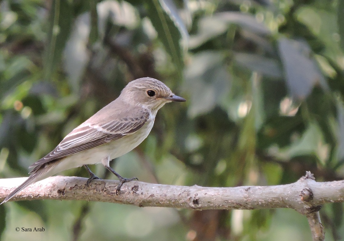 Spotted Flycatcher_Iranian birding club_Sara Arab