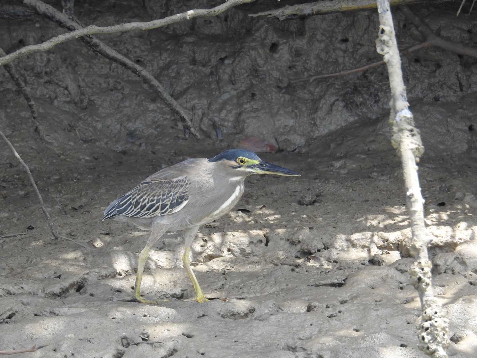 Straited Heron_Shokouhi_Iranian Birding Club