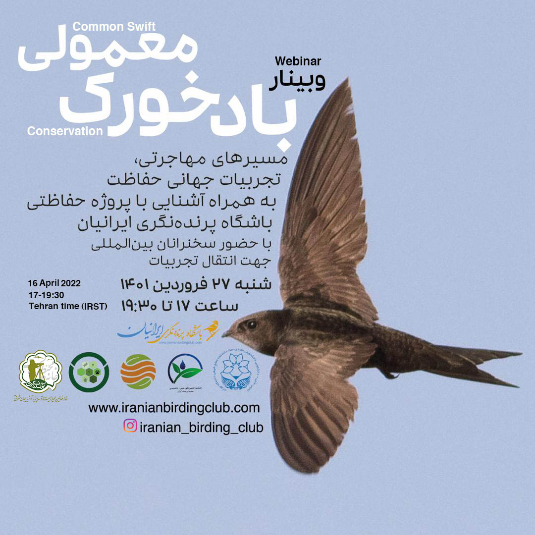 وبینار حفاظت از بادخورک معمولی swift conservation webinar