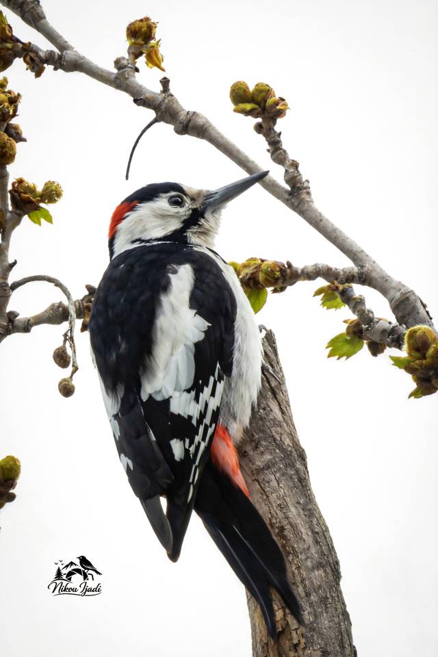 Syrian Woodpecker_Nikou Ijadi_Iranian Birding club