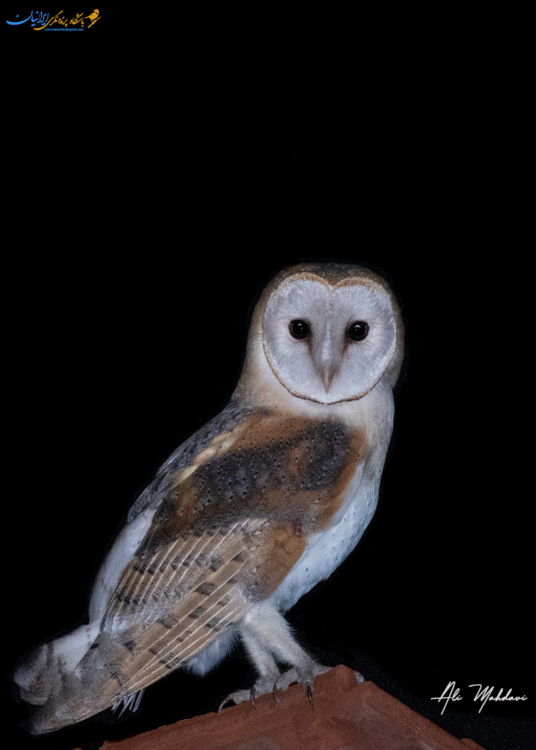 western barn owl