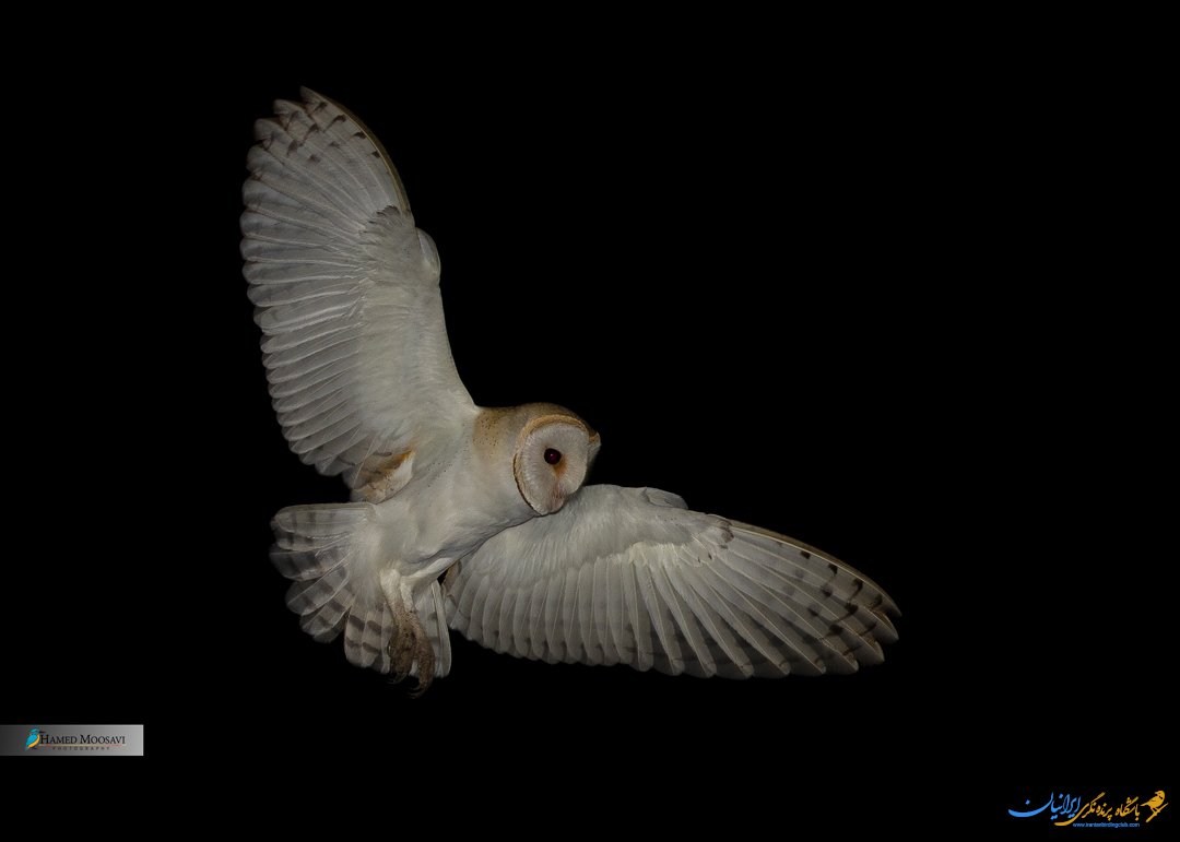 جغد انبار- Western Barn Owl