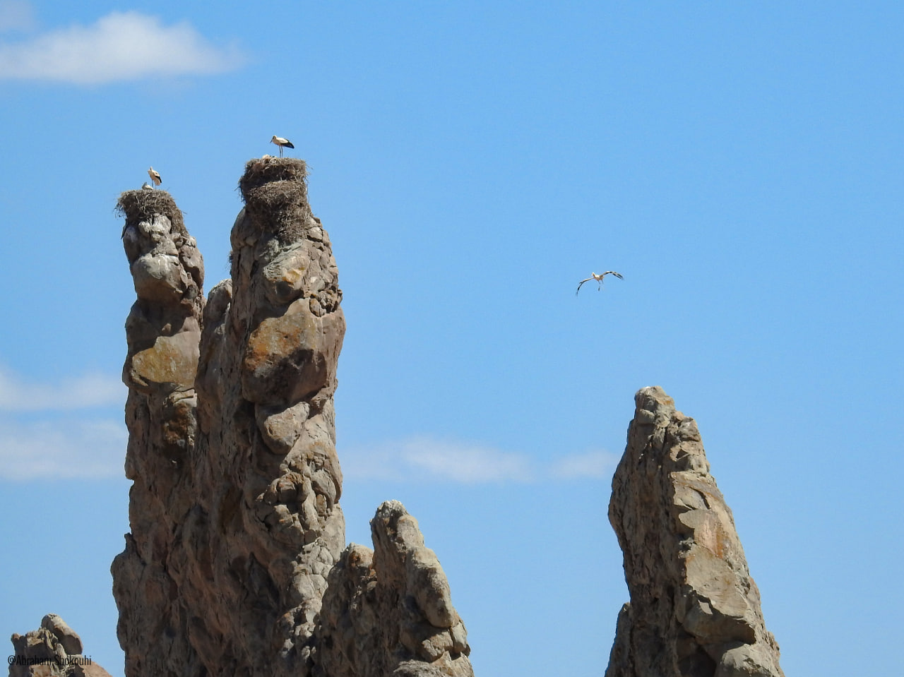 White Stork Castel_Abraham Shokouhi_Iranian Birdin Club