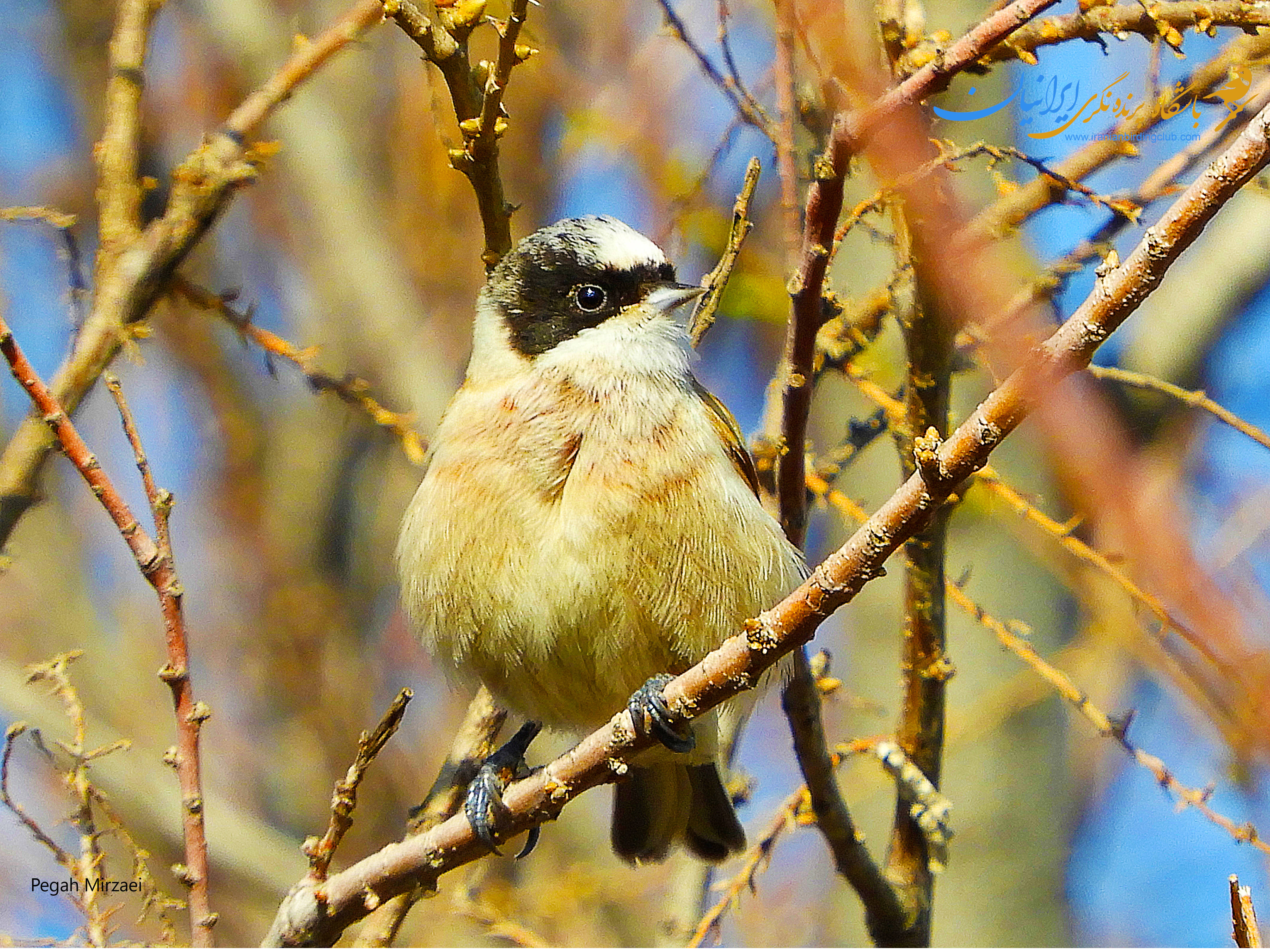 WhiteCrownedPendulineTit