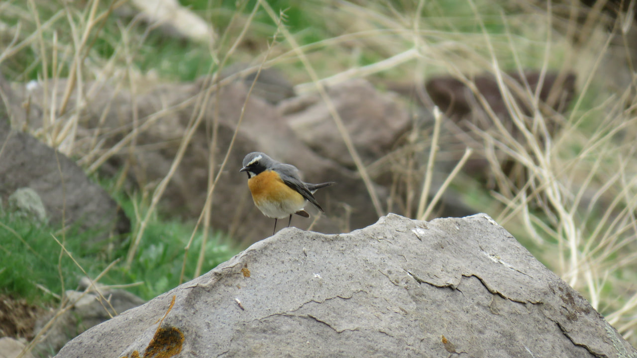 White-throated Robin_Abraham Shokouhi