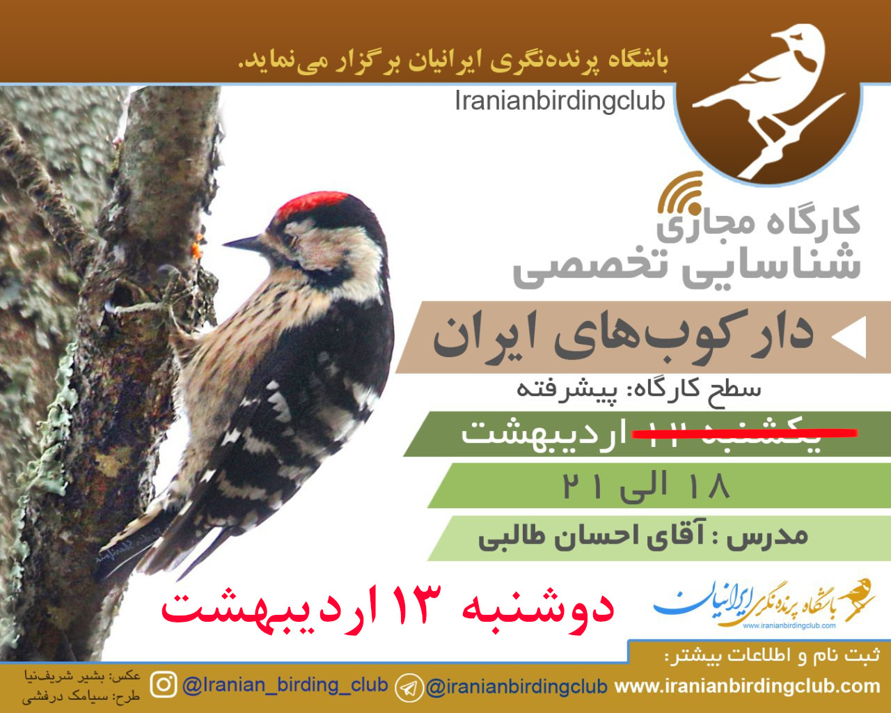 دارکوب + Woodpecker