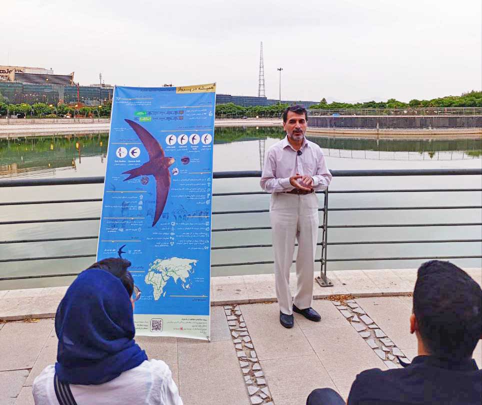 World Swift Day 2025_Iran Swift Conservation_Iranian Birding Club_Tehran