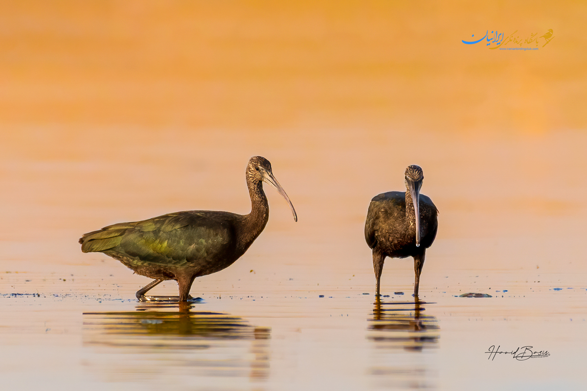 GlossyIbis- اکراس سیاه