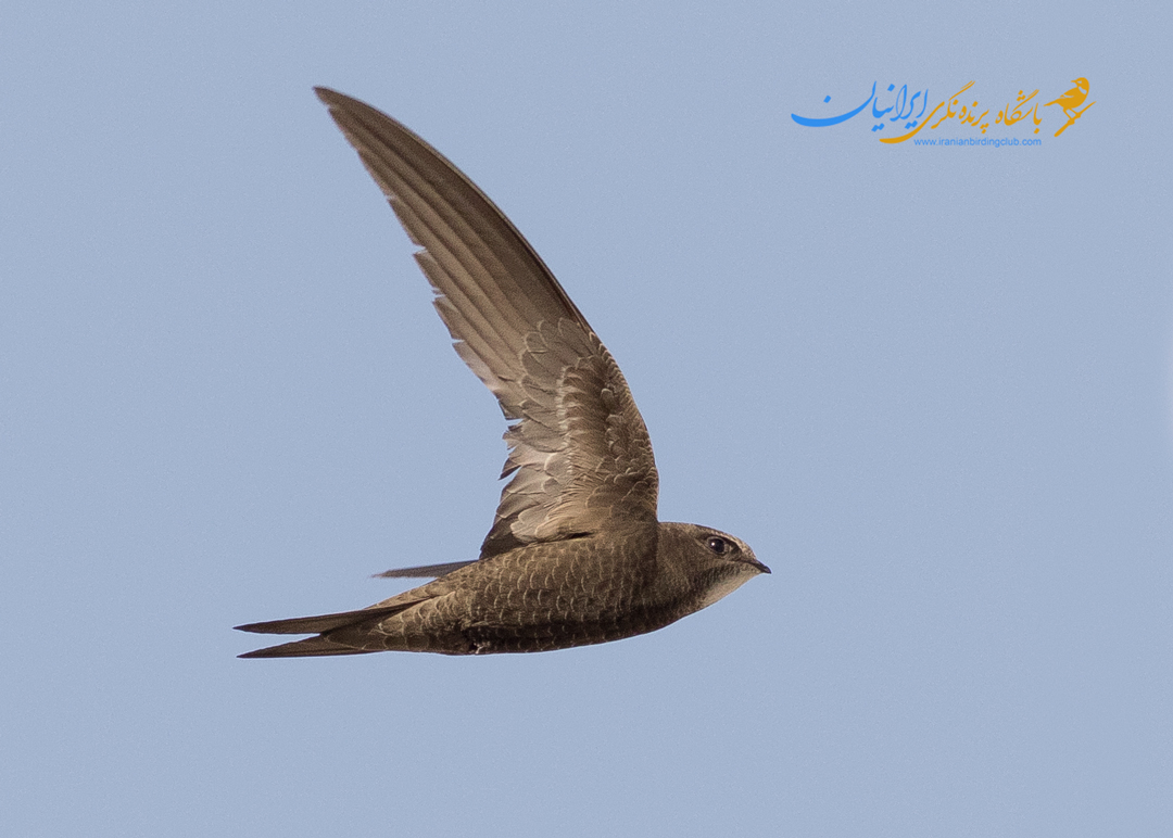 بادخورک معمولی حامد موسوی common swift 