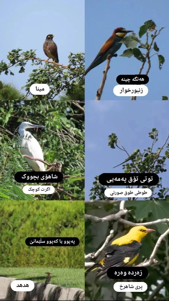 پرندگان به کردی