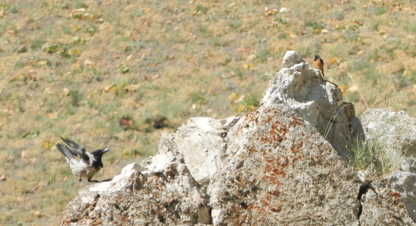 دمسرخ سیاه