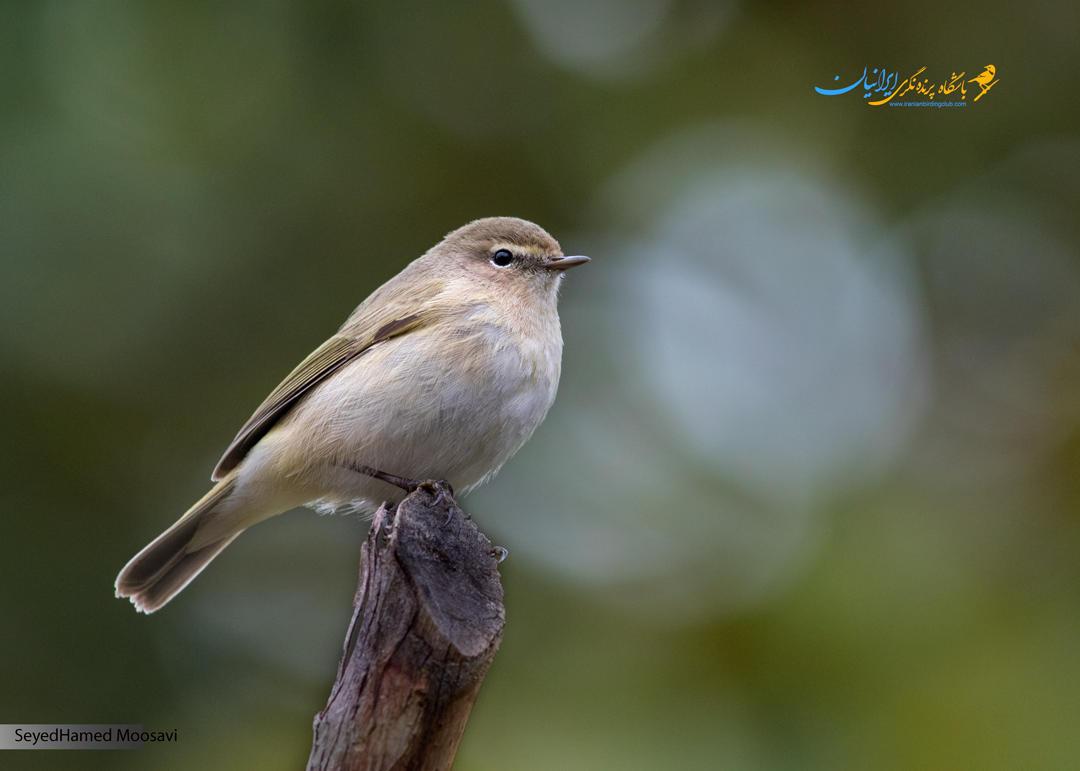 سسک چیف چاف- عکاس: سید حامد موسوی