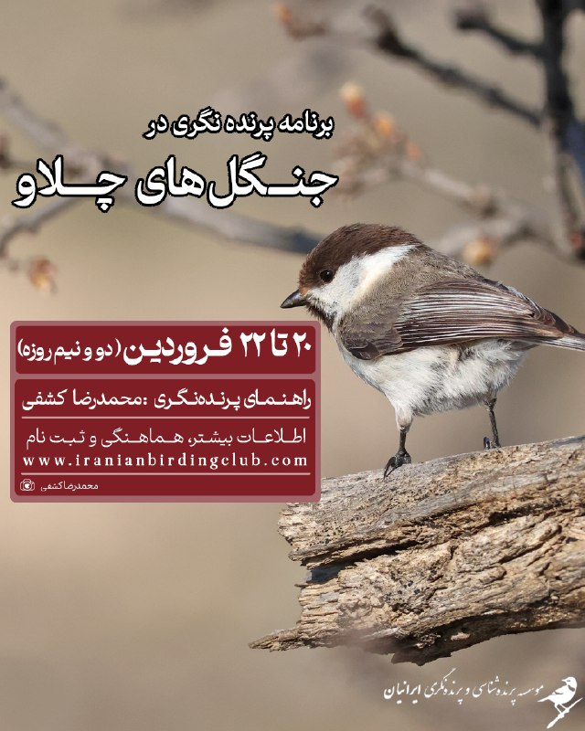 پرنده‌نگری در جنگل چلاو