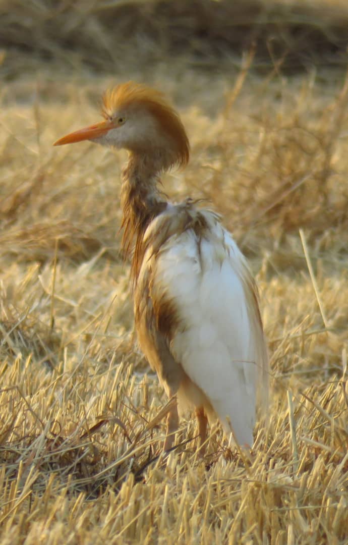 گاوچرانک آسیایی