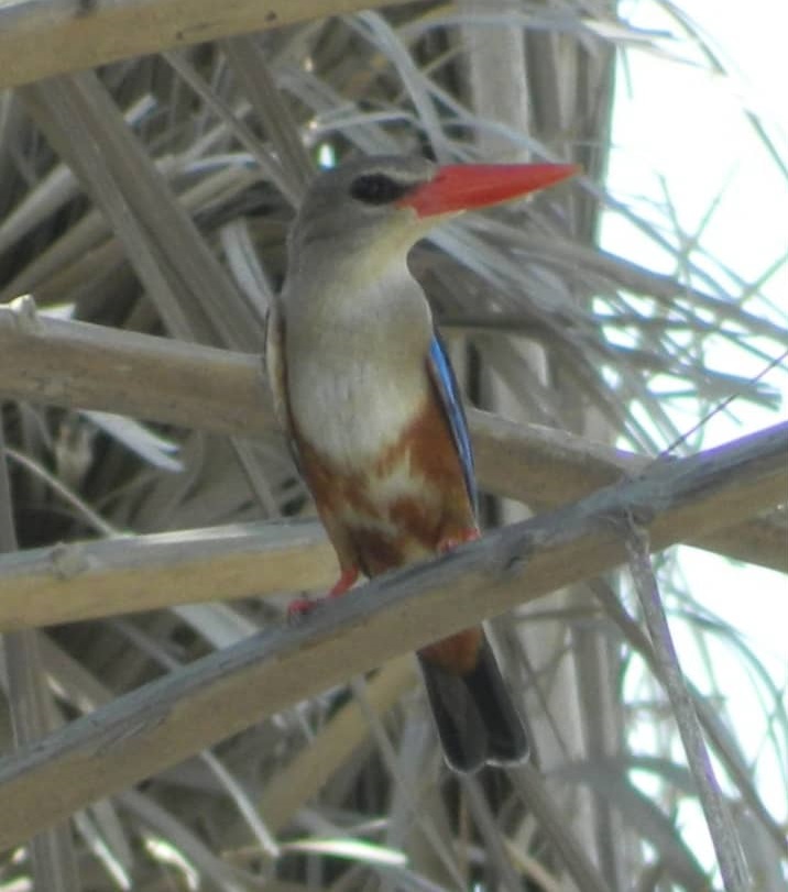 ماهی خورک سرخاکستری - Gray headed kingfisher