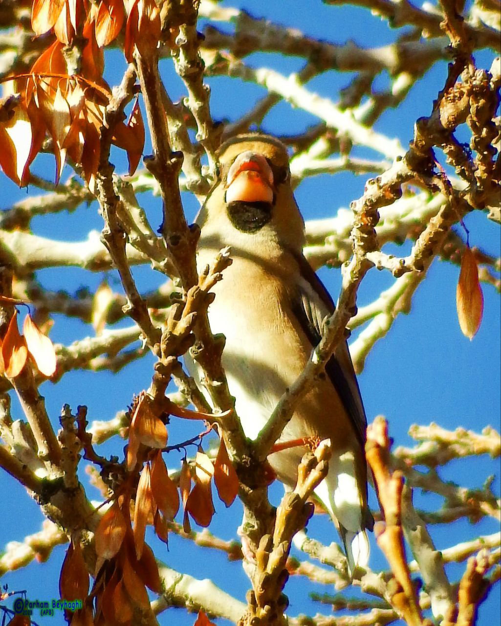 سهره نوک یزرگ