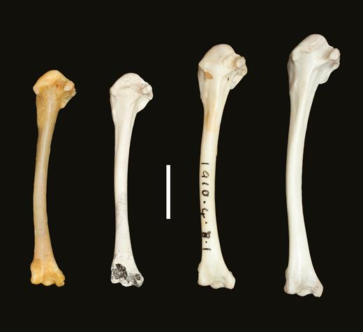 مقایسه استخوانهایی یلوه آلدابرا با استخوان های یلوه آلدابرای منقرض شده این بازگشت را تایید کرد