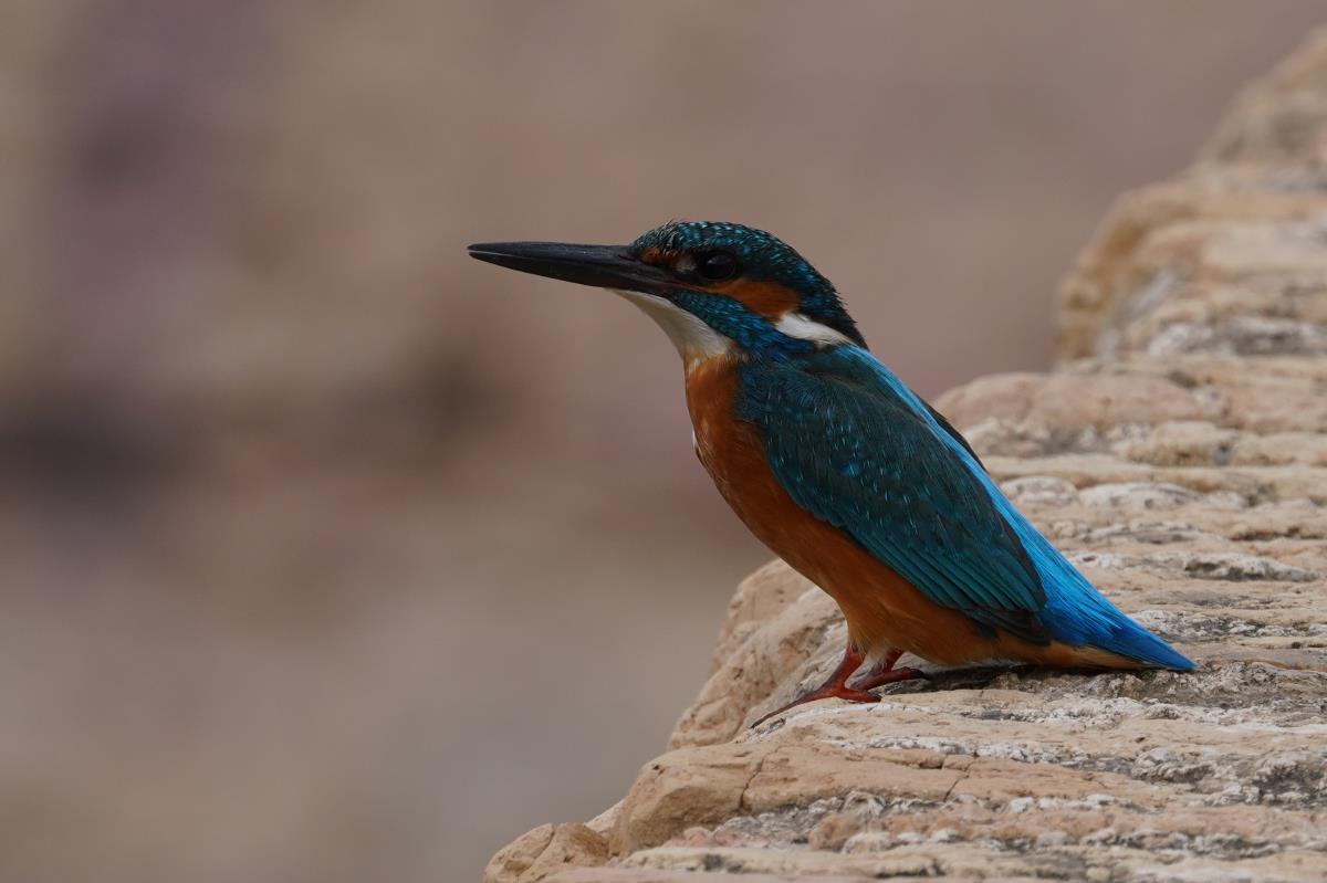 ماهیخورک 