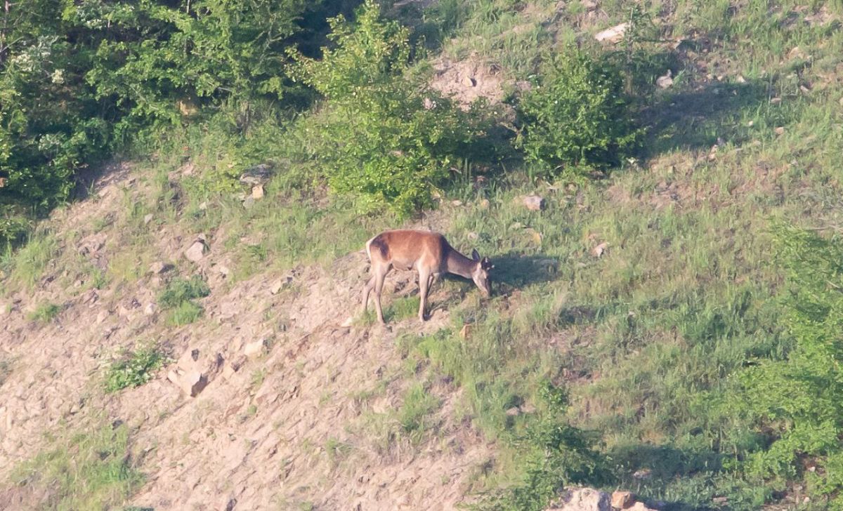 مرال ماده