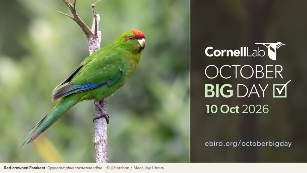 October big day 2026_ روز جهانی بزرگ پرنده&zwnj;نگری 1405
