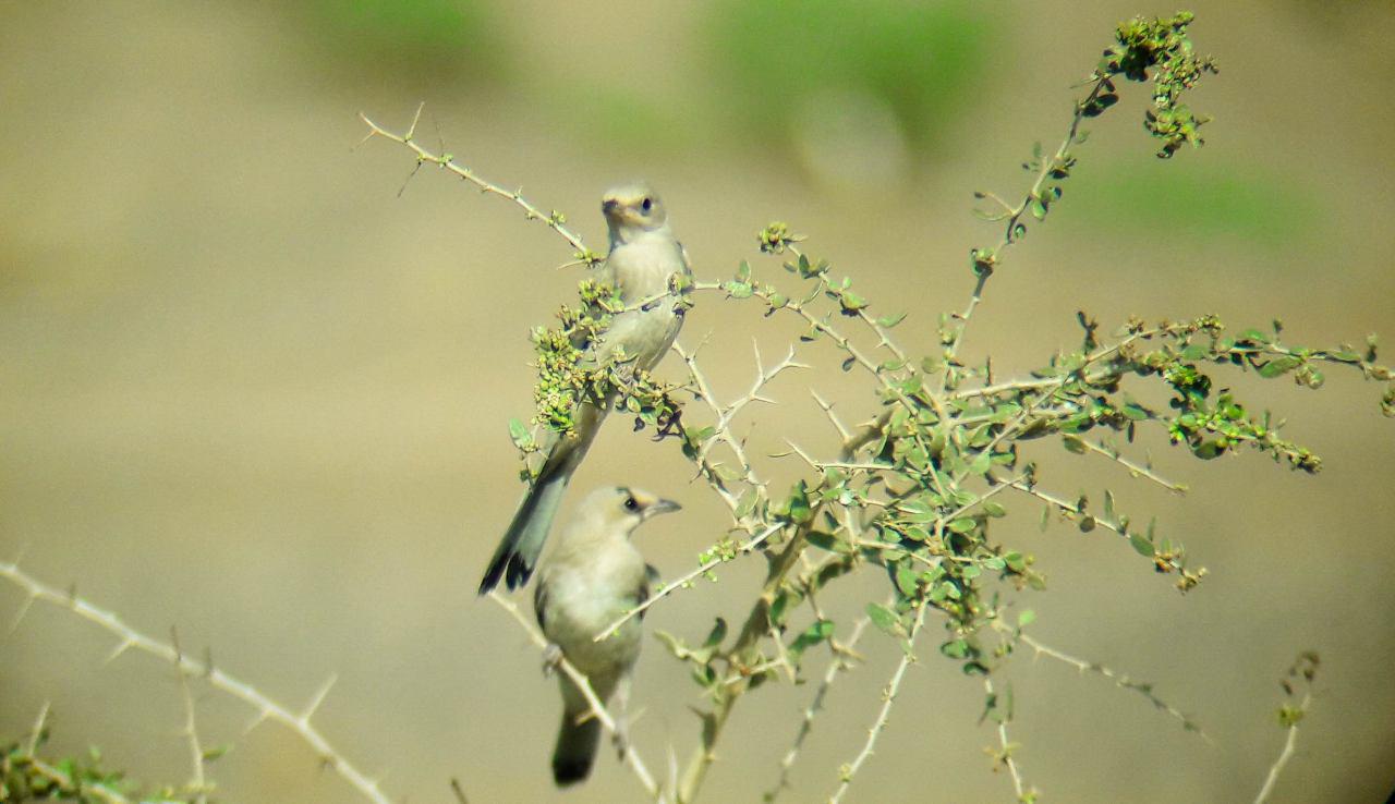  میوه خوار