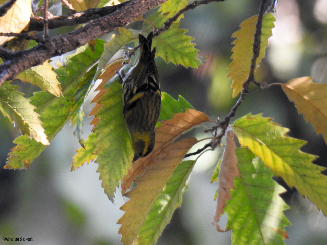 European Siskin_Iranian Birding Club_Abraham Shokouhi