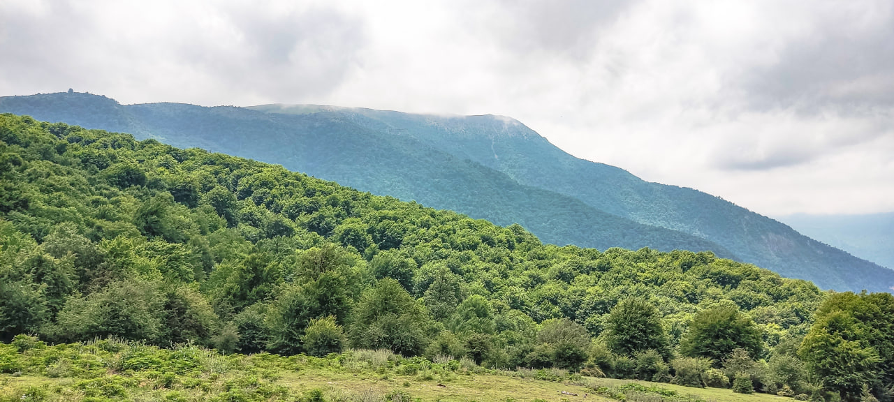 Alimastan Forest