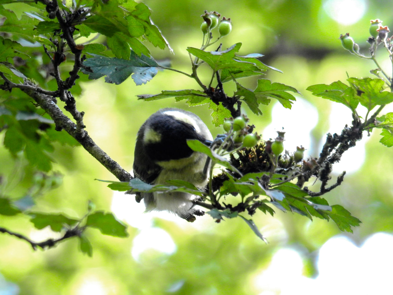 Coal Tit_ Abraham Shokouhi_Iranian Birding Club 