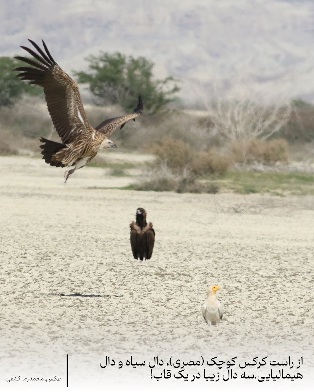 Hymalian Vulture Egyptian Vulture Black Vulture