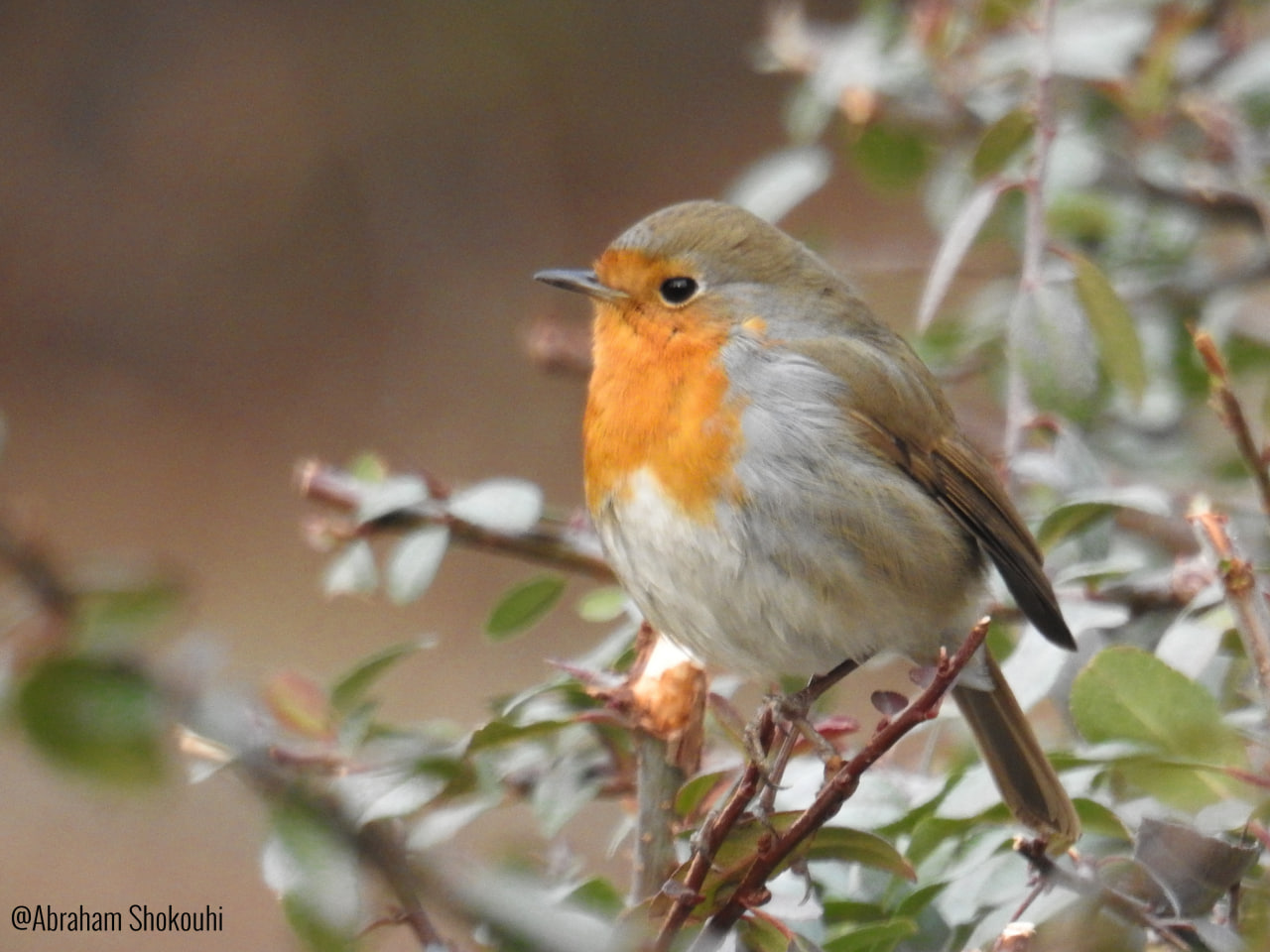 European Robin_ Abraham Shokouhi_Iranian Birding Club