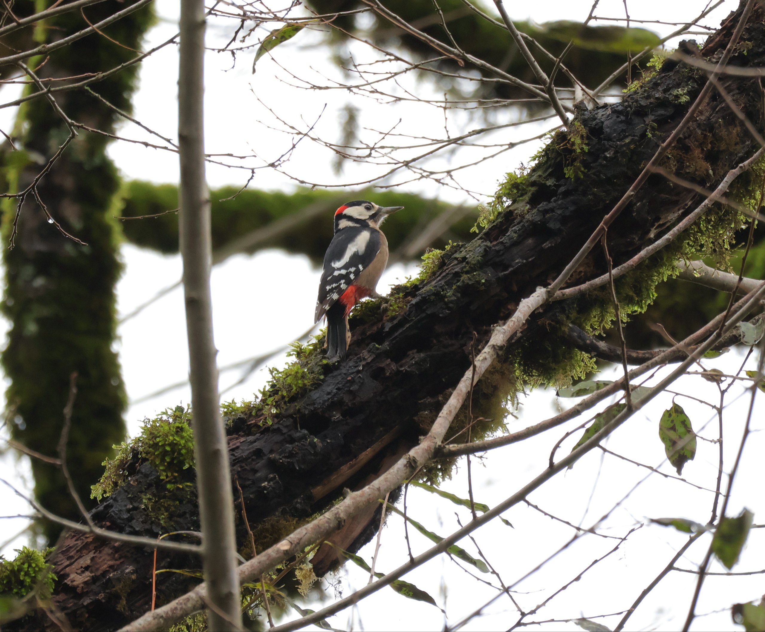 دارکوب خالدار بزرگ