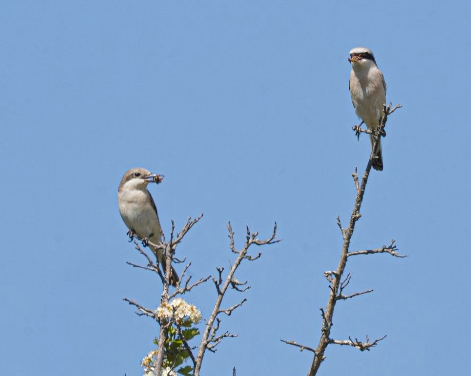 Red-backed Shrike_Marhamati_Iranian Birding Club