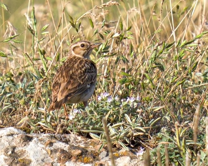 Wood Lark_Marhamati_Iranian Bird Club_Parvar