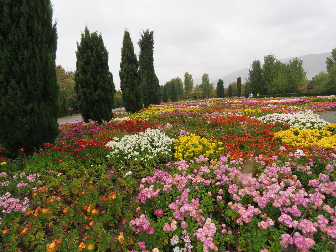 گل‌های داوودی