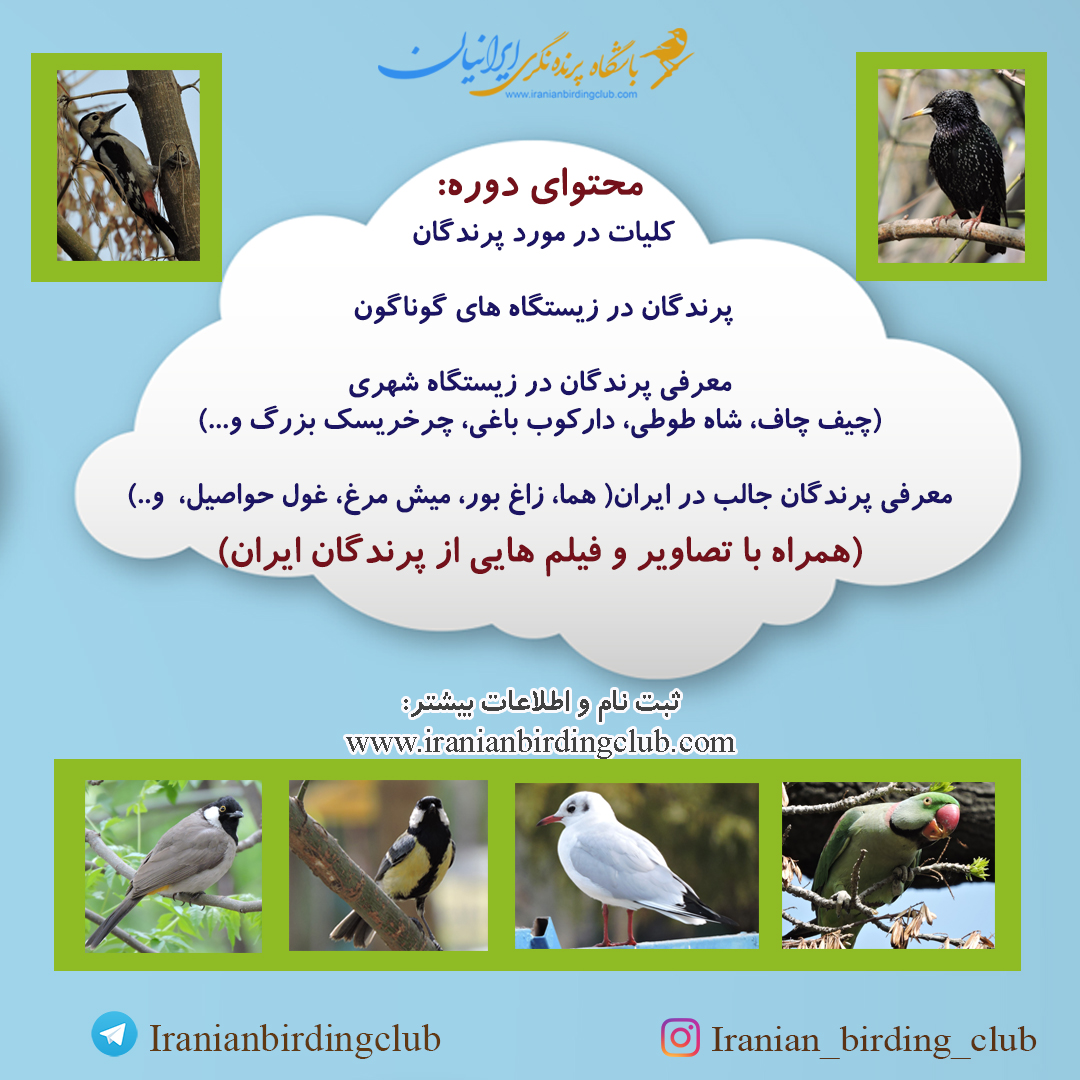 پرنده نگری کودکان