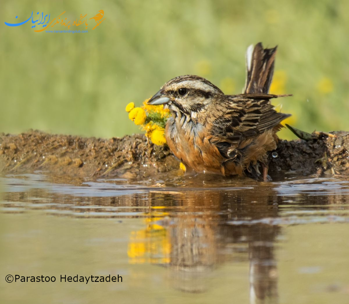 زردپره کوهی - rock bunting