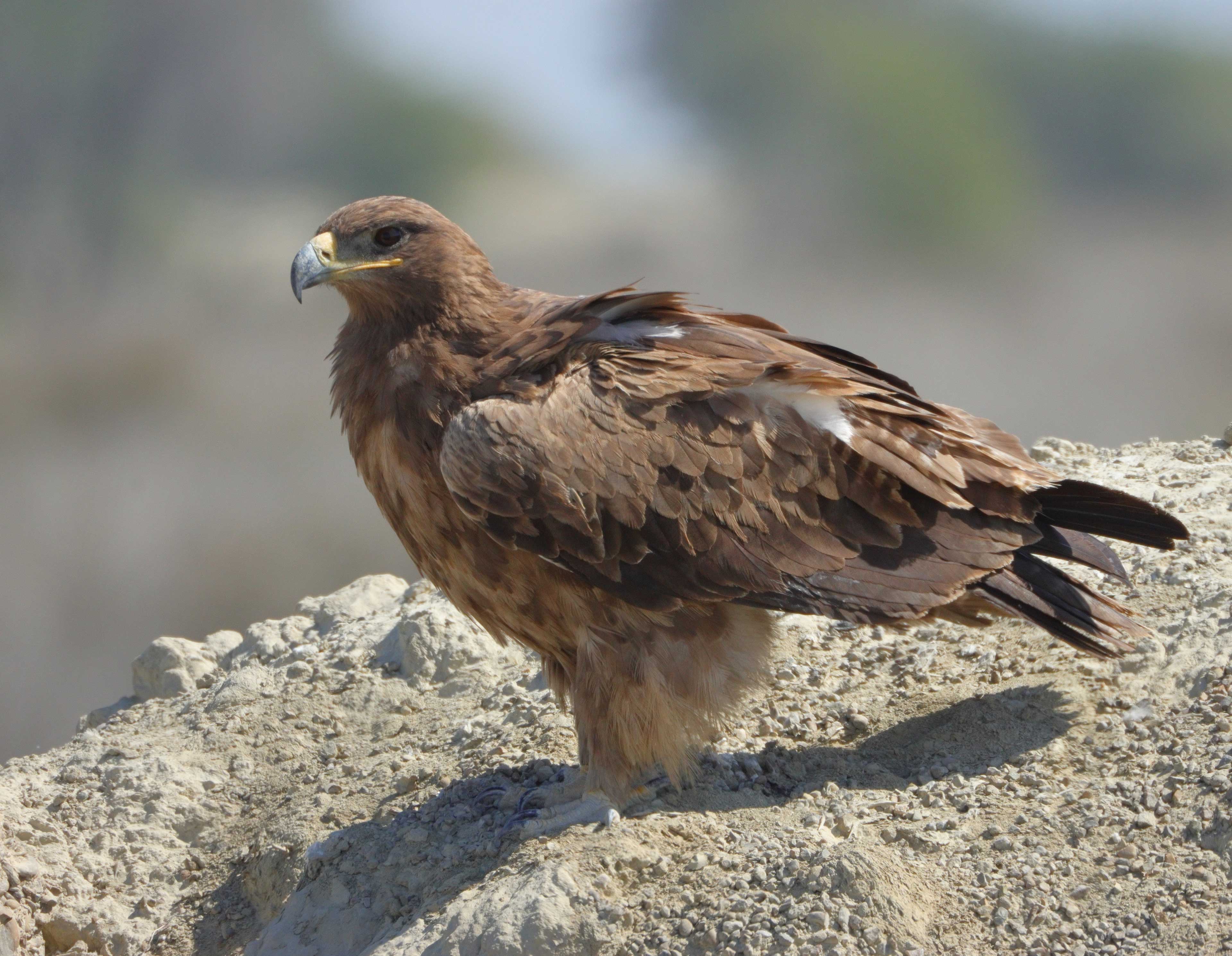عکس عقاب صحرایی