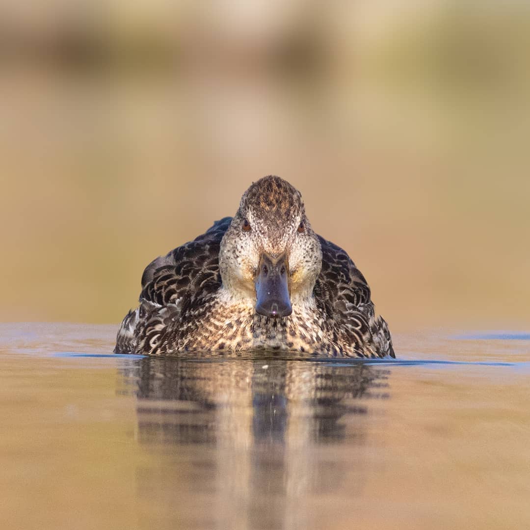 خوتکا معمولی