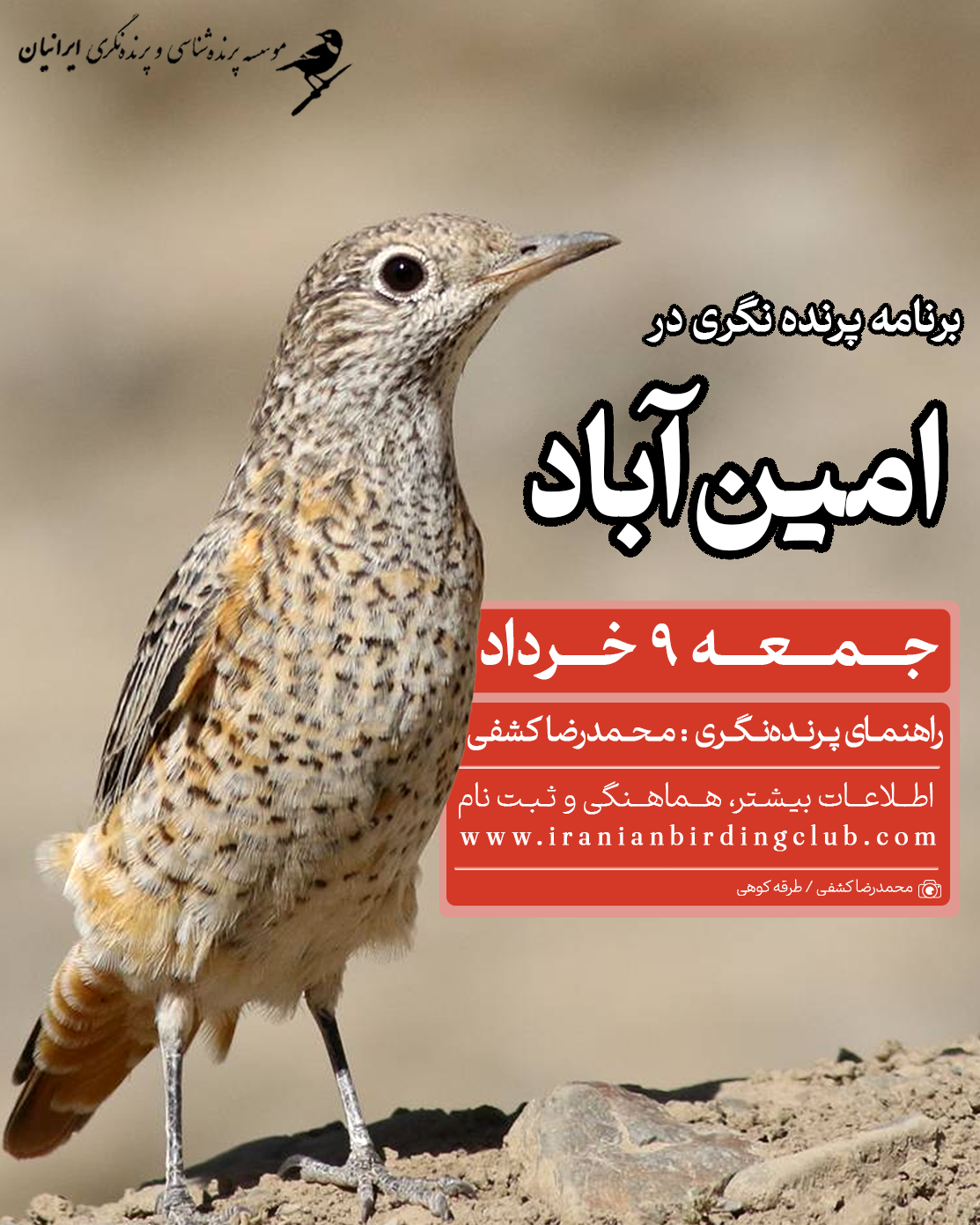 پرنده‌نگری در امین‌آباد