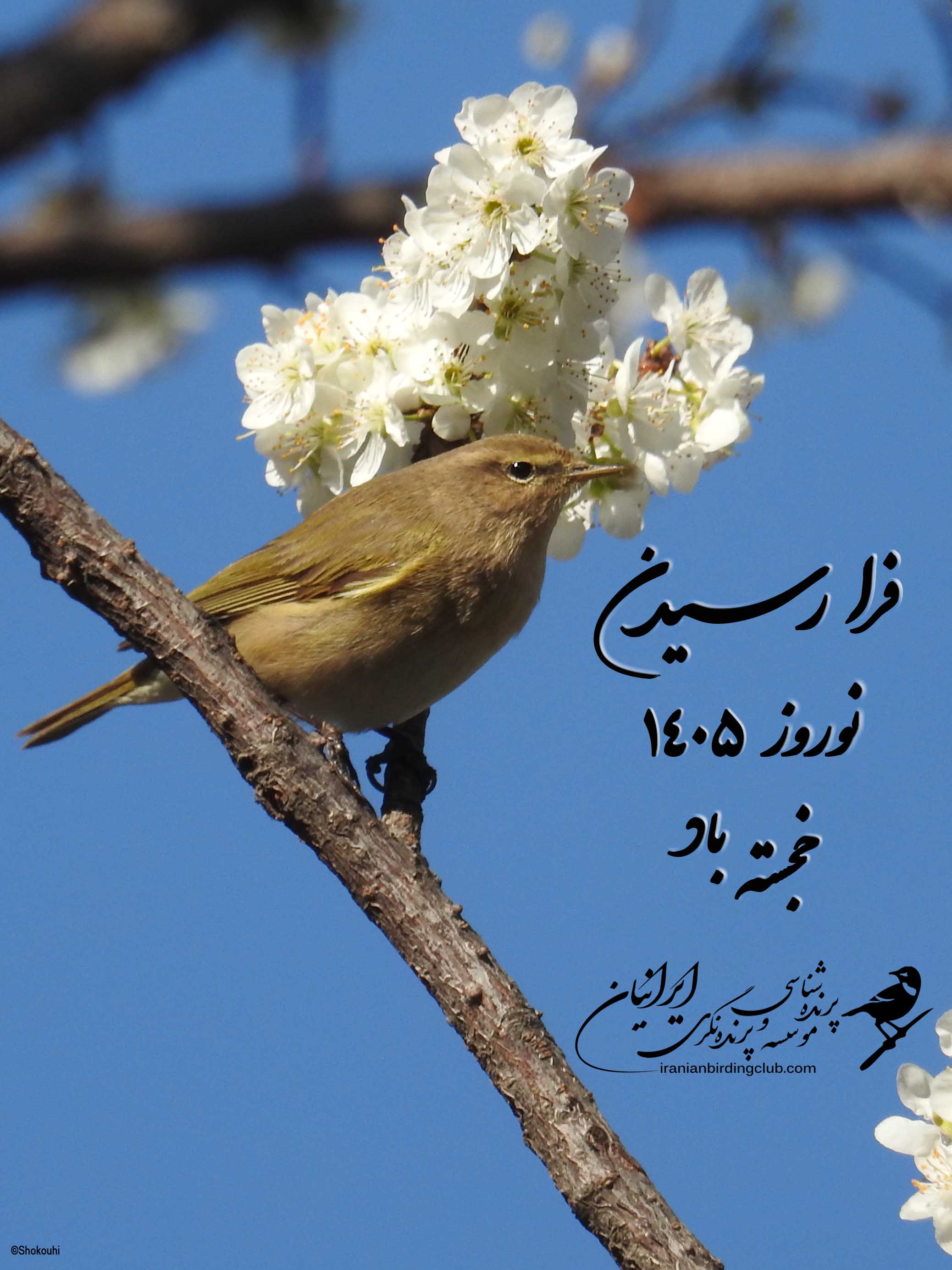 سال 1405 مبارک تبریک سال نو موسسه پرندهشناسی و باشگاه پرندهنگری ایرانیان
