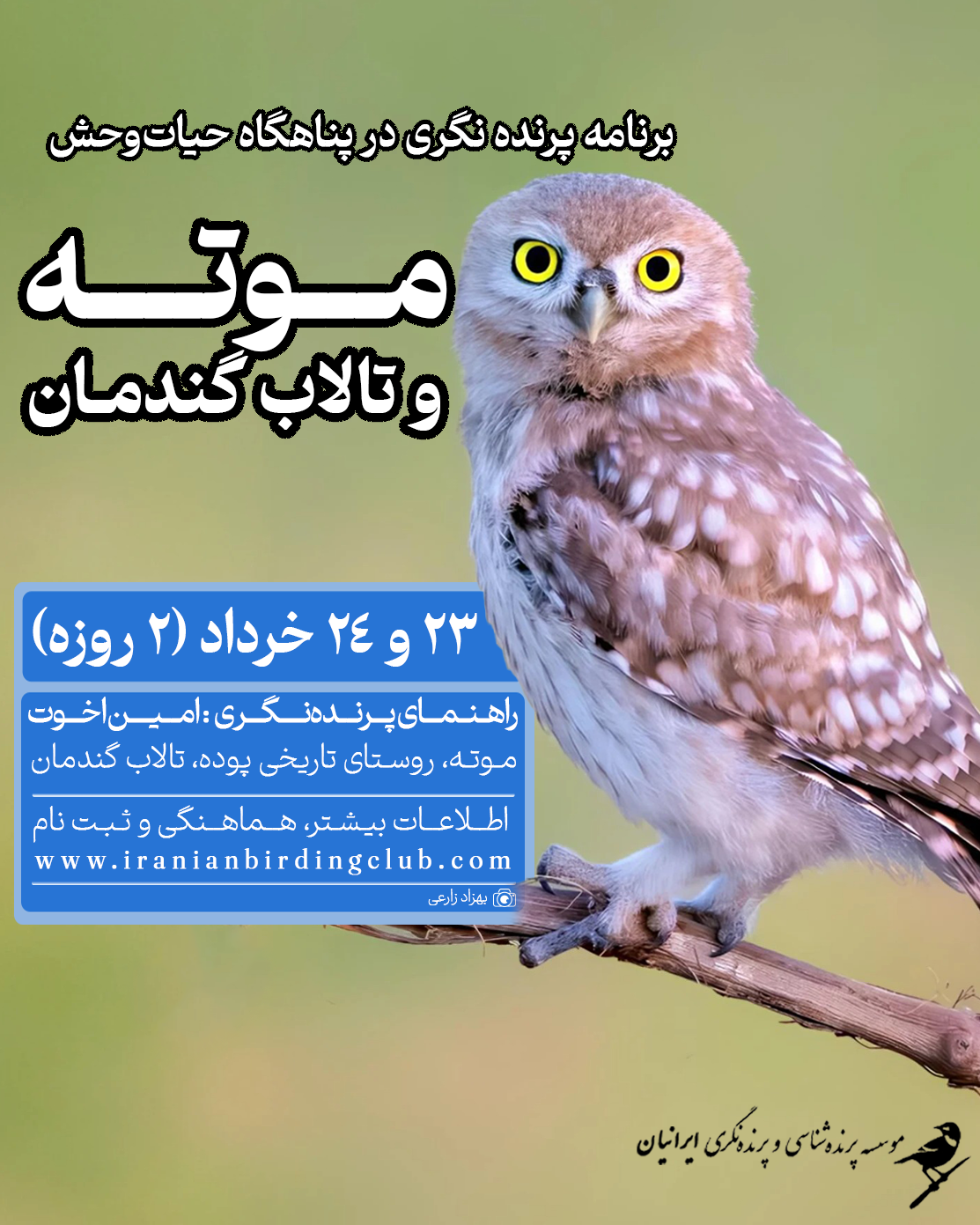 پرنده‌نگری در موته و گندمان